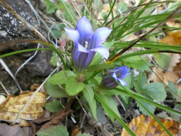 f:id:kanpo-herbs:20191203181902j:plain