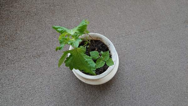 f:id:kanpo-herbs:20200518080640j:plain