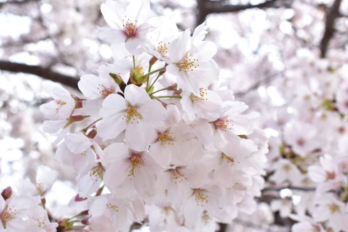f:id:kansaiA_radio:20190401195515j:plain f:id:kansaiA_radio:20190401195515j:plain