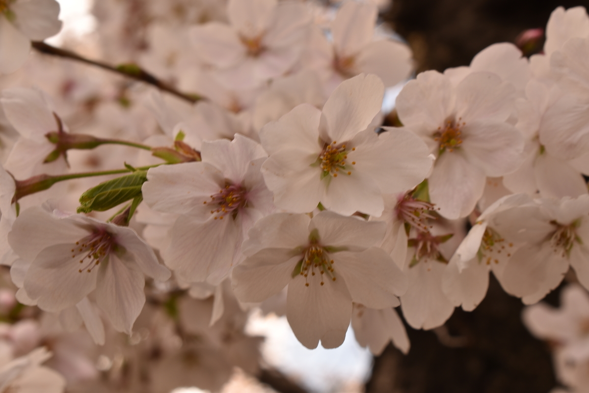 f:id:kansaiA_radio:20190401195527j:plain f:id:kansaiA_radio:20190401195527j:plain