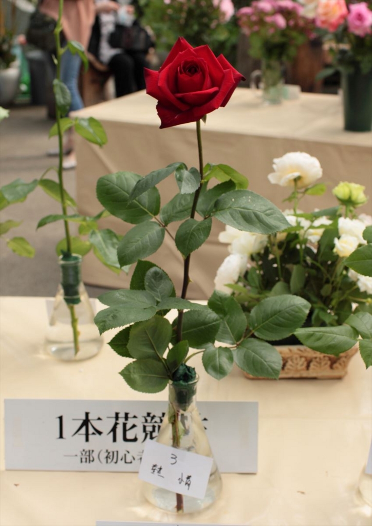 f:id:kansairose:20170313050338j:plain f:id:kansairose:20170313050338j:plain