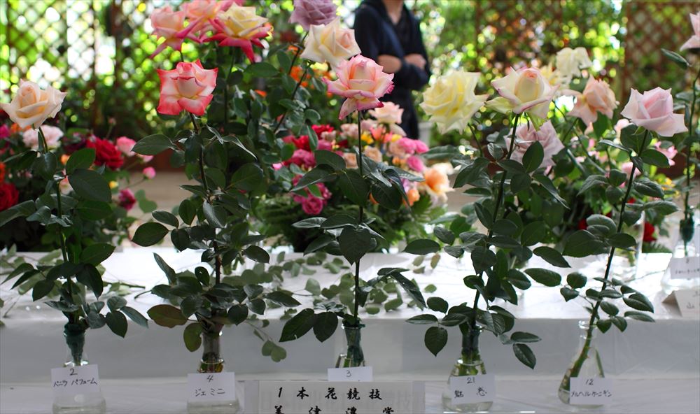 f:id:kansairose:20170330000121j:plain f:id:kansairose:20170330000121j:plain