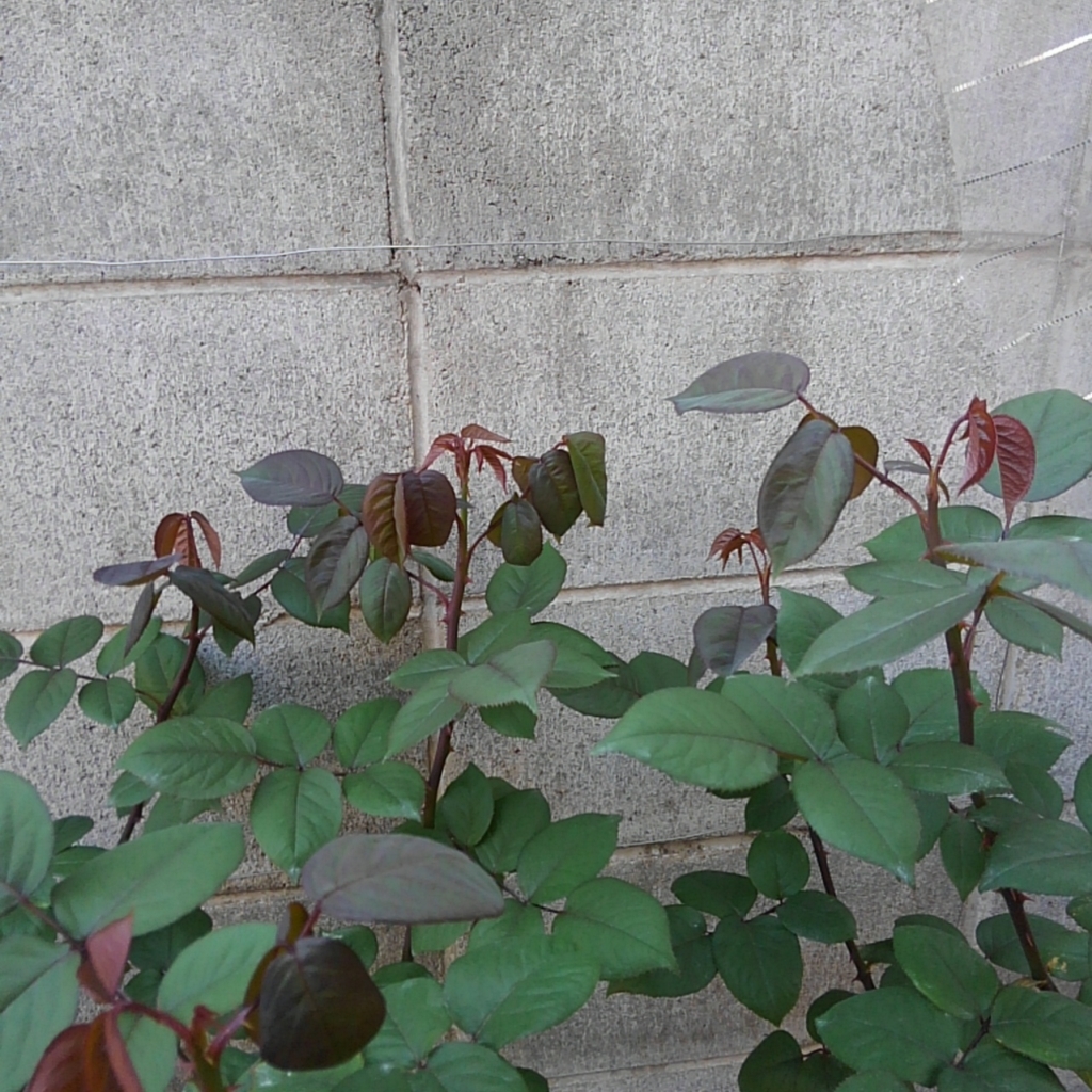 f:id:kansairose:20180421215629j:plain f:id:kansairose:20180421215629j:plain