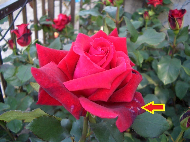 f:id:kansairose:20210321151940j:plain