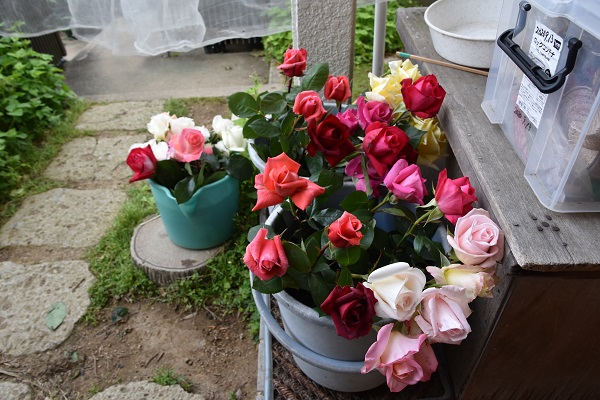 f:id:kansairose:20210511212113j:plain