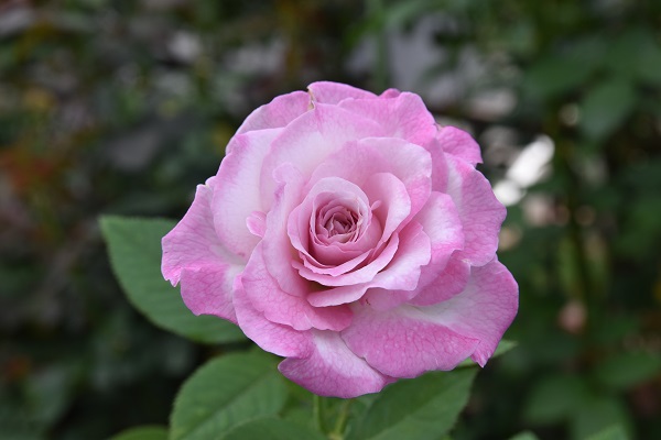 f:id:kansairose:20210815174820j:plain