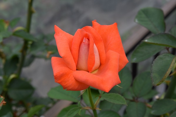 f:id:kansairose:20210815174854j:plain