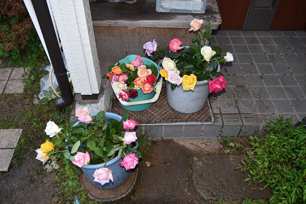 名残の花がポロポロと 関西ばら会