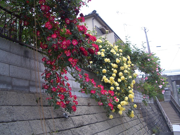 f:id:kansairose:20211212201043j:plain