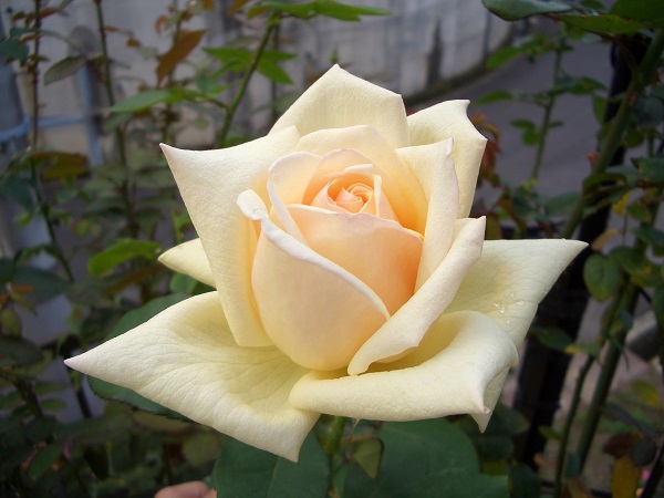 f:id:kansairose:20211212201353j:plain
