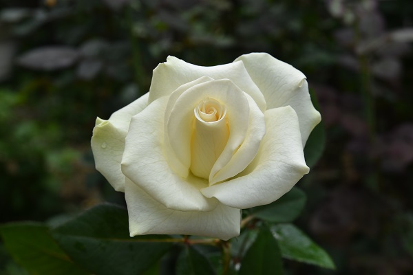 f:id:kansairose:20211227215417j:plain