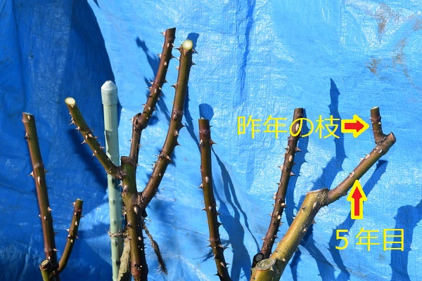f:id:kansairose:20220212202306j:plain