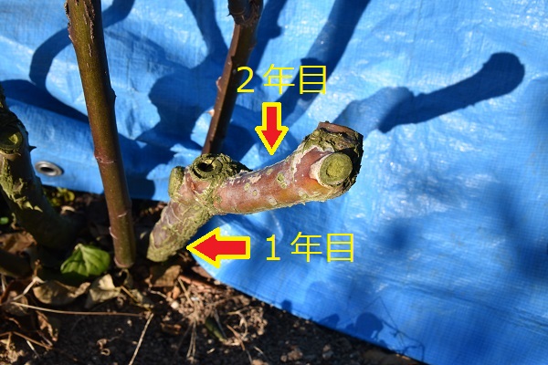 f:id:kansairose:20220212211357j:plain