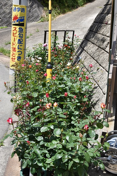 他の方発送×【薔薇】　肉質画 バラ の販売についてのお問い合わせ専用
