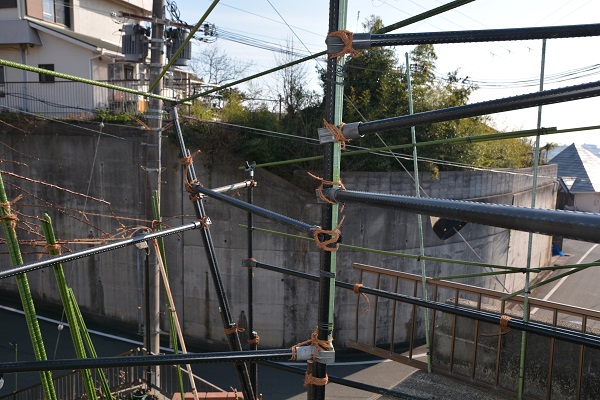 接ぎ木苗の様子～失敗もお見せします～ - 関西ばら会