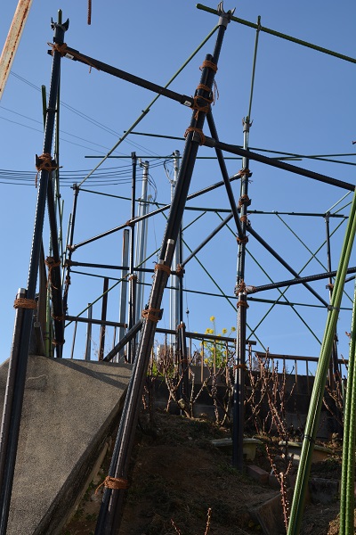 接ぎ木苗の様子～失敗もお見せします～ - 関西ばら会