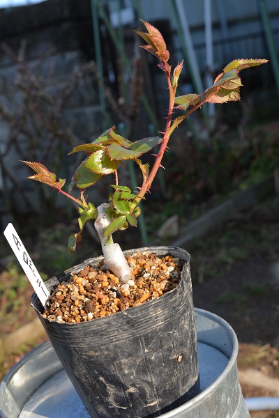 レア　バラ　接木苗 接ぎ木苗の様子～失敗もお見せします～ - 関西ばら会