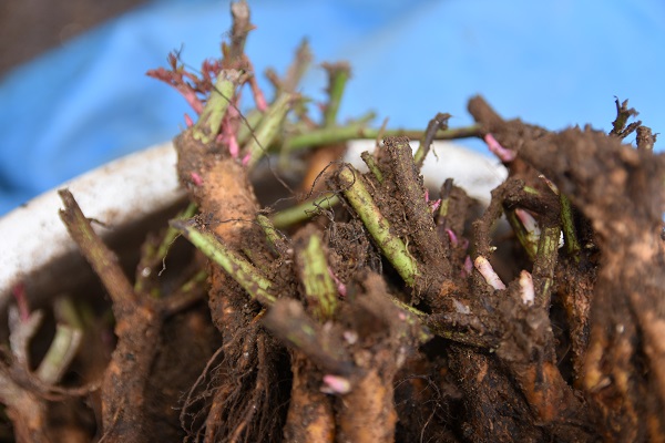 接ぎ木の手順 - 関西ばら会