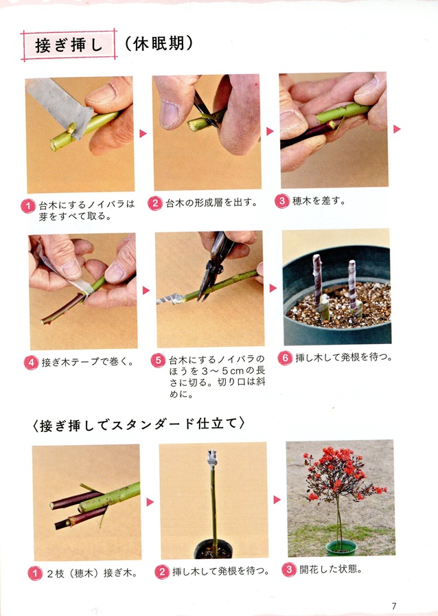 オーダーページ バラの枝 挿し木、接ぎ木用