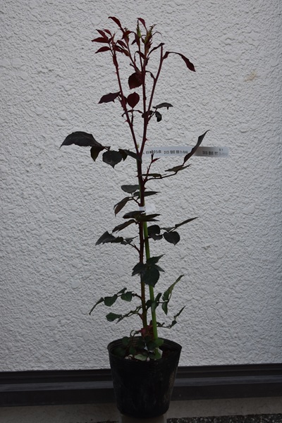 新苗の植え替え - 関西ばら会