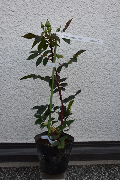 新苗の植え替え - 関西ばら会