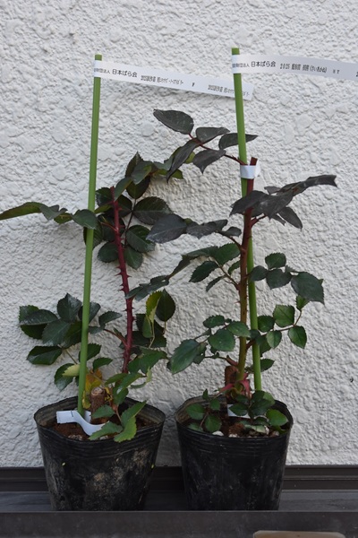 新苗の植え替え - 関西ばら会