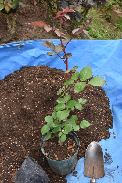 新苗の植え替え - 関西ばら会