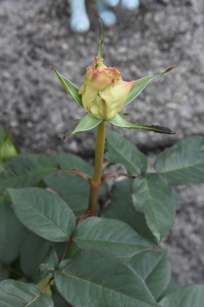 蕾が大きくなりました - 関西ばら会