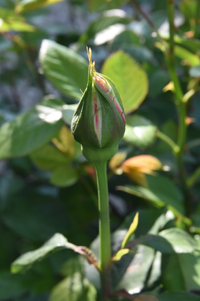 蕾が大きくなりました - 関西ばら会