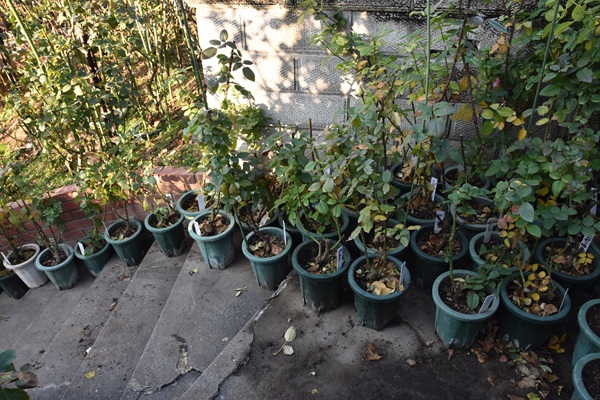 鉢の土替え始めました - 関西ばら会