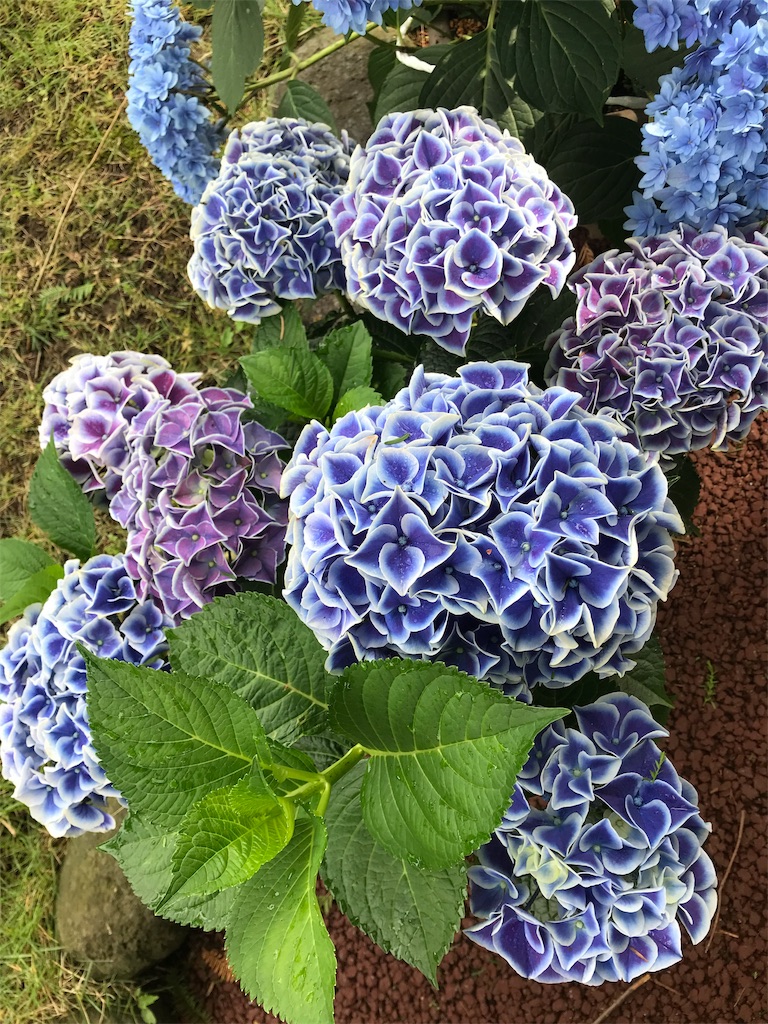 f:id:kansui201604:20190621035552j:image