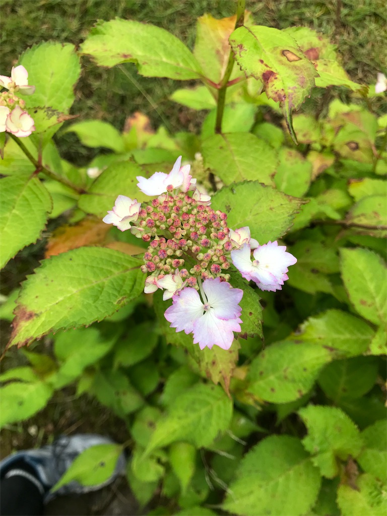 f:id:kansui201604:20190621035555j:image