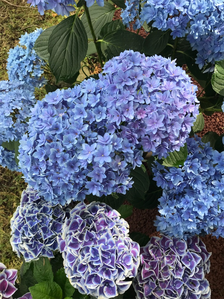 f:id:kansui201604:20190621035558j:image