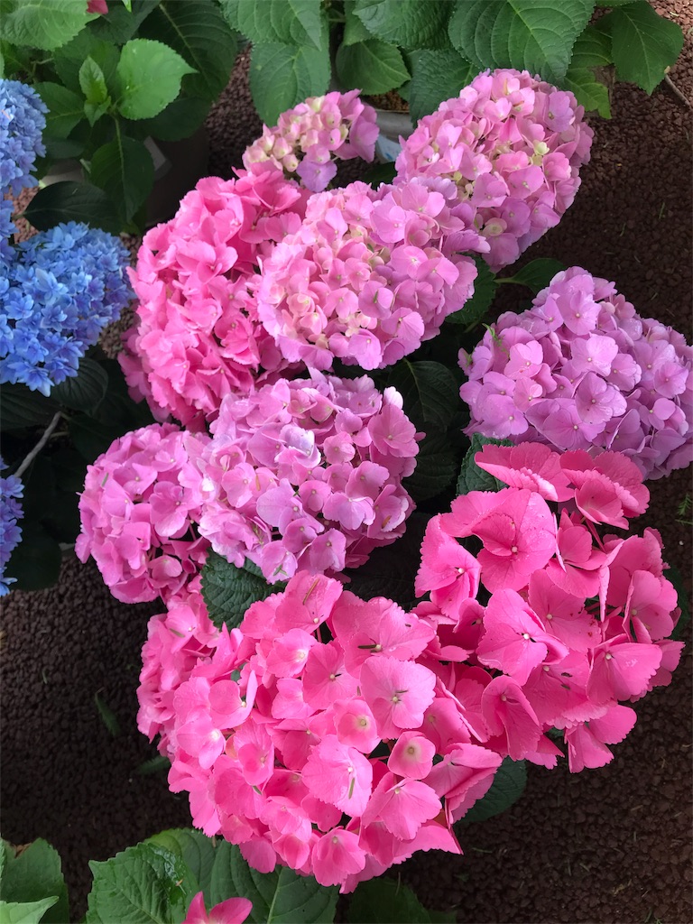 f:id:kansui201604:20190621035605j:image