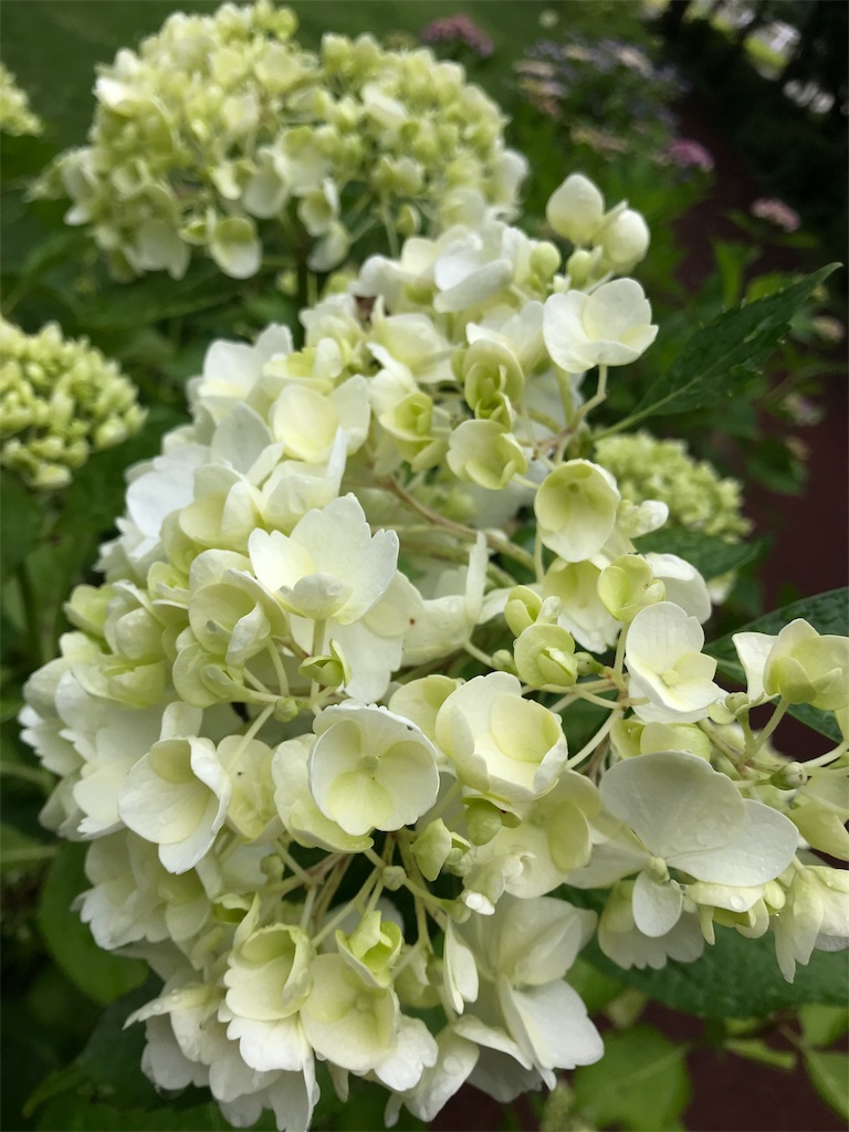 f:id:kansui201604:20190621035617j:image