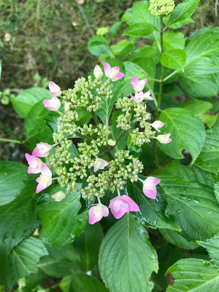 f:id:kansui201604:20190621035626j:image