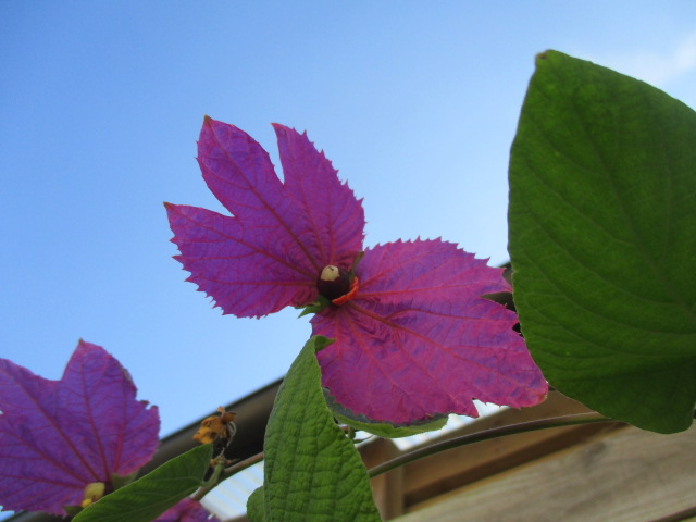 f:id:kansya22:20161104154121j:plain f:id:kansya22:20161104154121j:plain