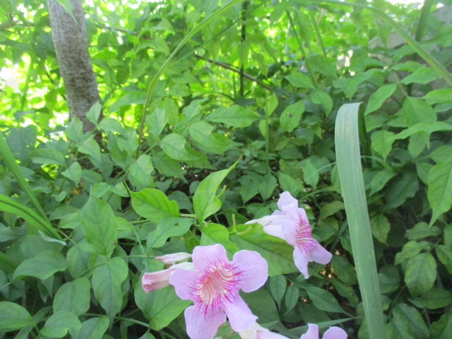 f:id:kansya22:20161104154138j:plain f:id:kansya22:20161104154138j:plain