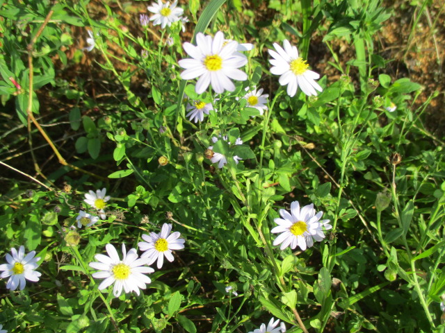 f:id:kansya22:20161104154157j:plain f:id:kansya22:20161104154157j:plain