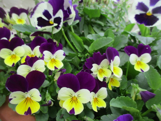 f:id:kansya22:20170420102039j:plain