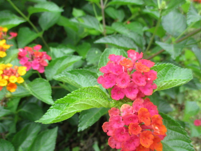 f:id:kansya22:20170510144335j:plain