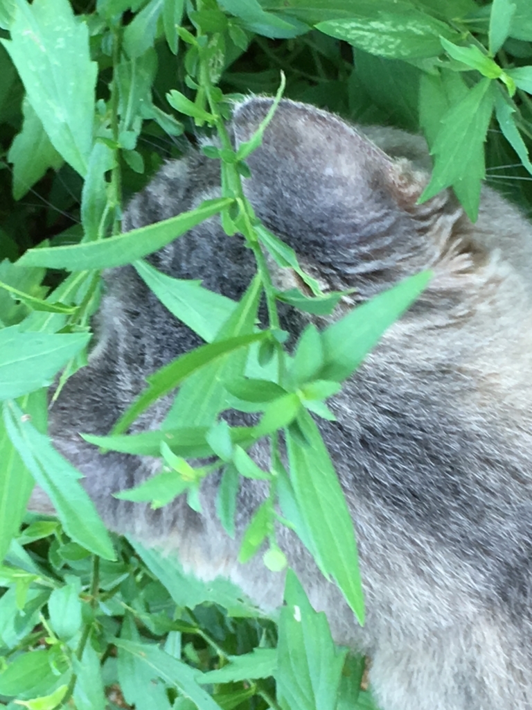 f:id:kansya22:20170718144827j:plain