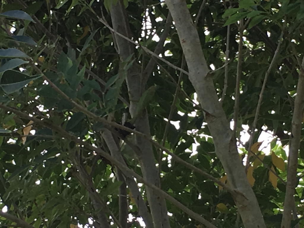 f:id:kansya22:20170812142833j:plain