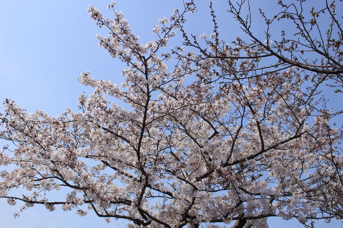 f:id:kanta1756:20190526093157j:plain