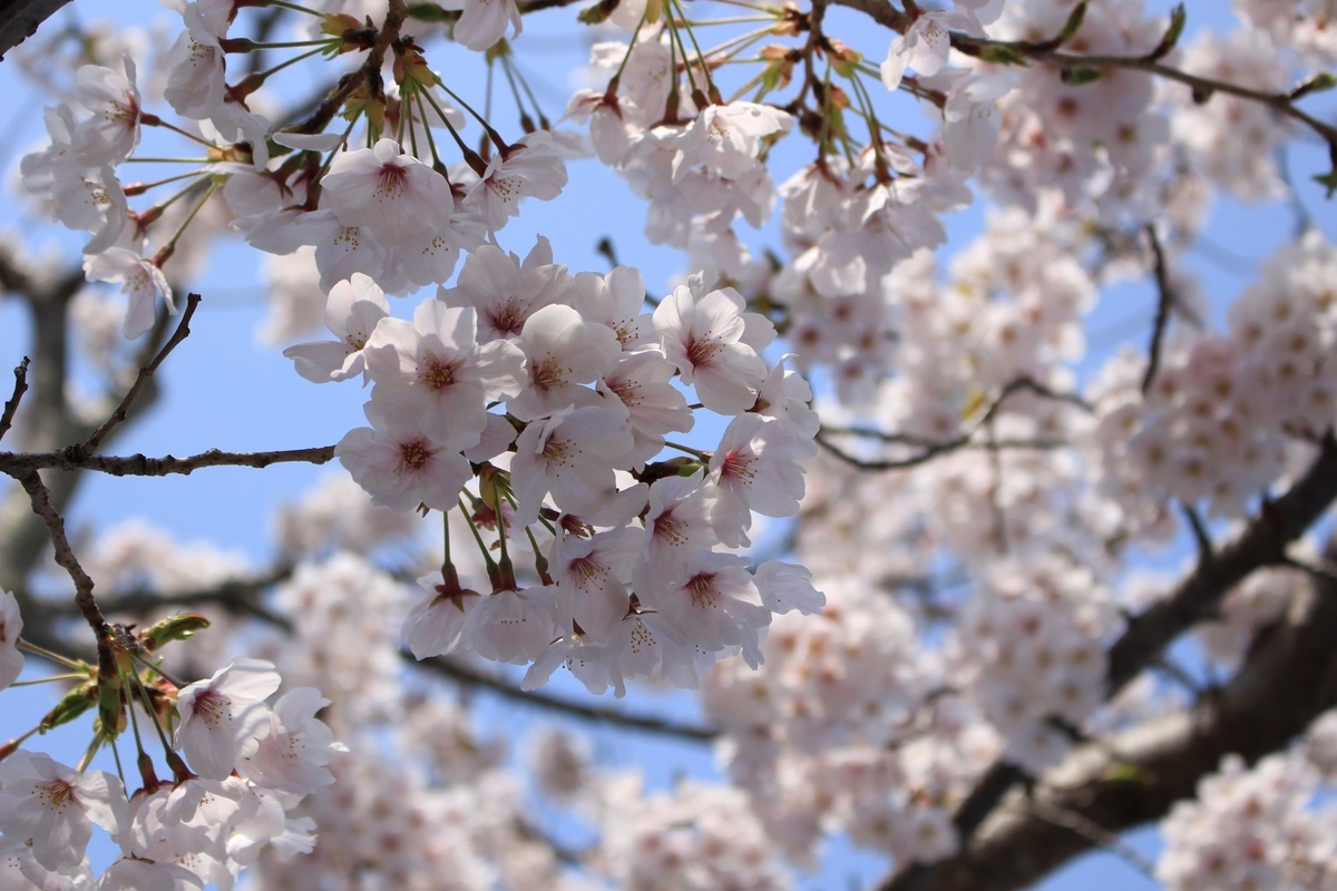 f:id:kanta1756:20190526093656j:plain