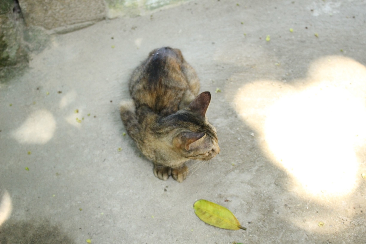f:id:kanta1756:20190812122109j:plain f:id:kanta1756:20190812122109j:plain
