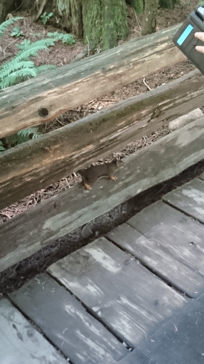 f:id:kantako222:20190729120320j:plain