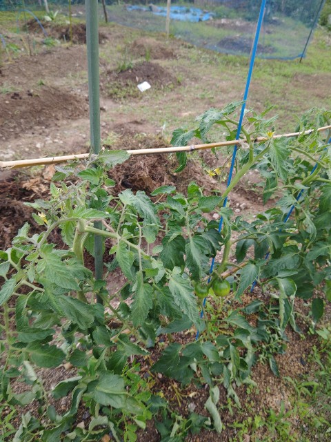 f:id:kantanchokotan:20250618233719j:image