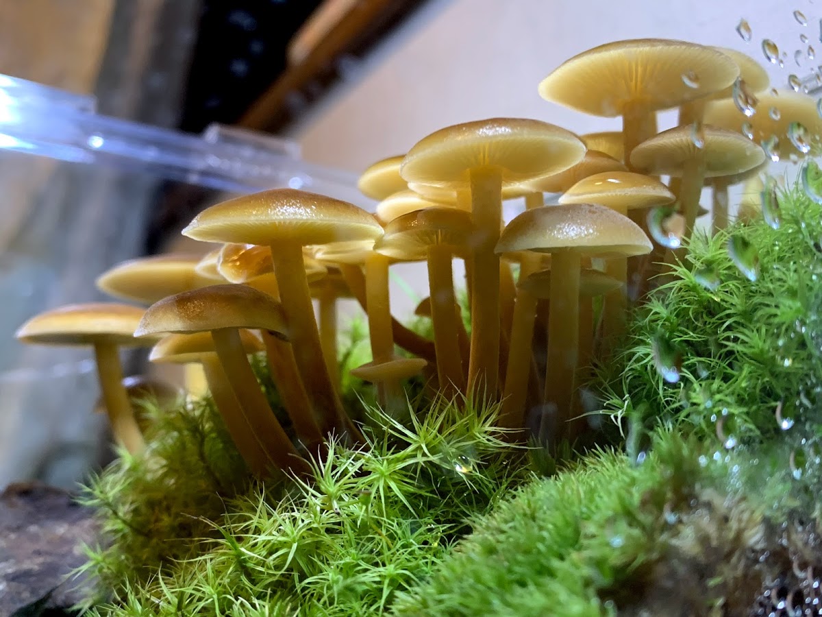 きのこリウムでエノキ栽培 食べない きのこ栽培キットが癒しすぎる 関東きのこの会 きのこ情報ポータルサイト