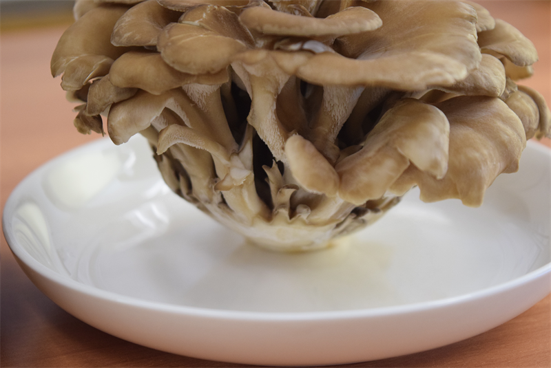 まいたけの石づき 根元 はどこまで切るの きのこの疑問に答えるシリーズ 関東きのこの会 きのこ情報ポータルサイト